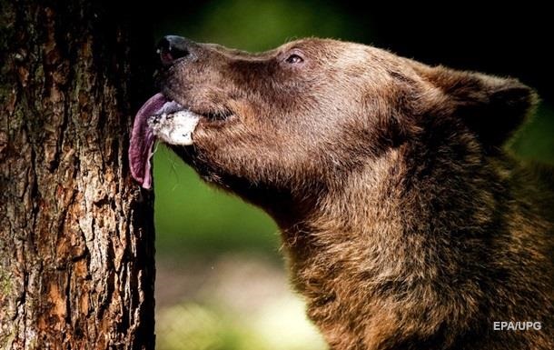 В Таганроге ищут мужчину, который выгуливал медведя во дворе