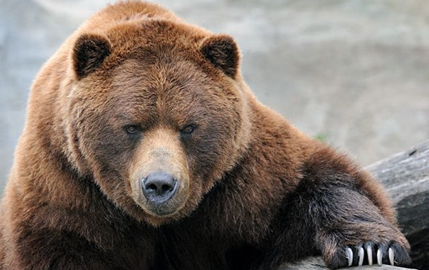 В США медведи «пировали» в ресторане