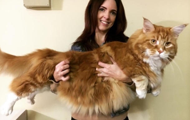СМИ показали «самого длинного в мире» кота