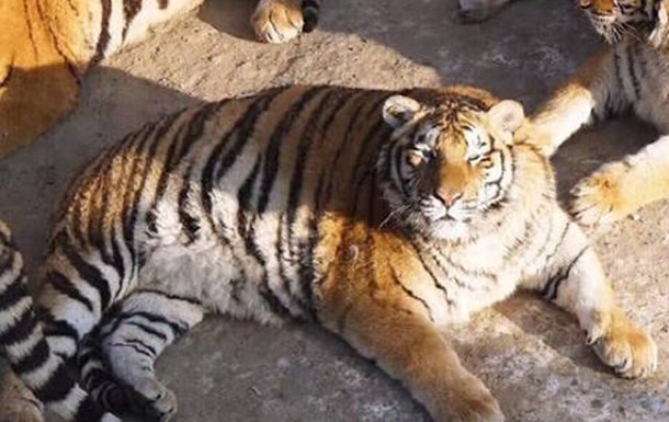 В Китае растолстели амурские тигры