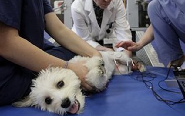 Ветеринары снимали издевательства над животными