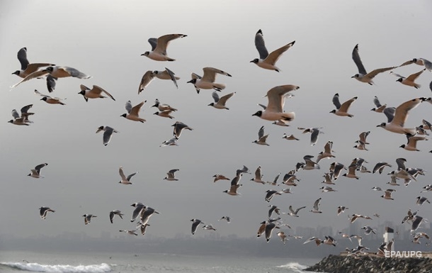 Карантин в столице Перу: на побережье вернулись птицы и морские животные