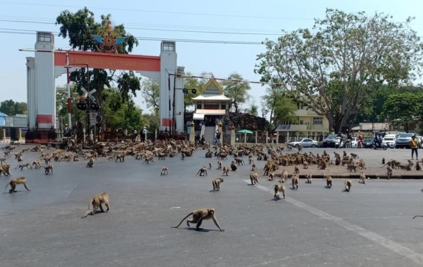 Сотни голодных обезьян устроили драку в Таиланде