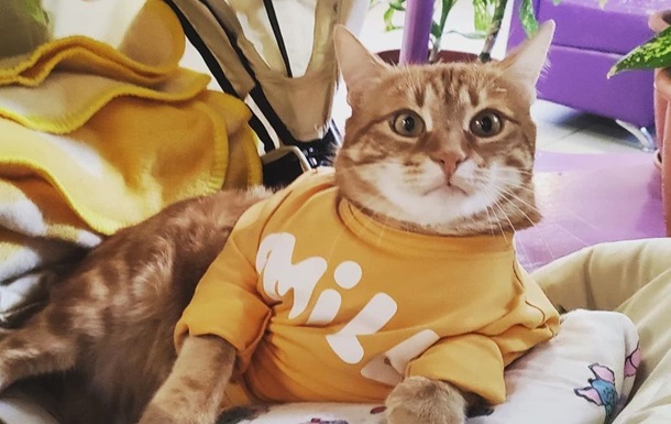 Житомирский кот стал рекордсменом Украины