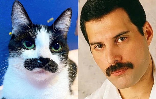 Кошка с усами Фредди Меркьюри прославилась в сети